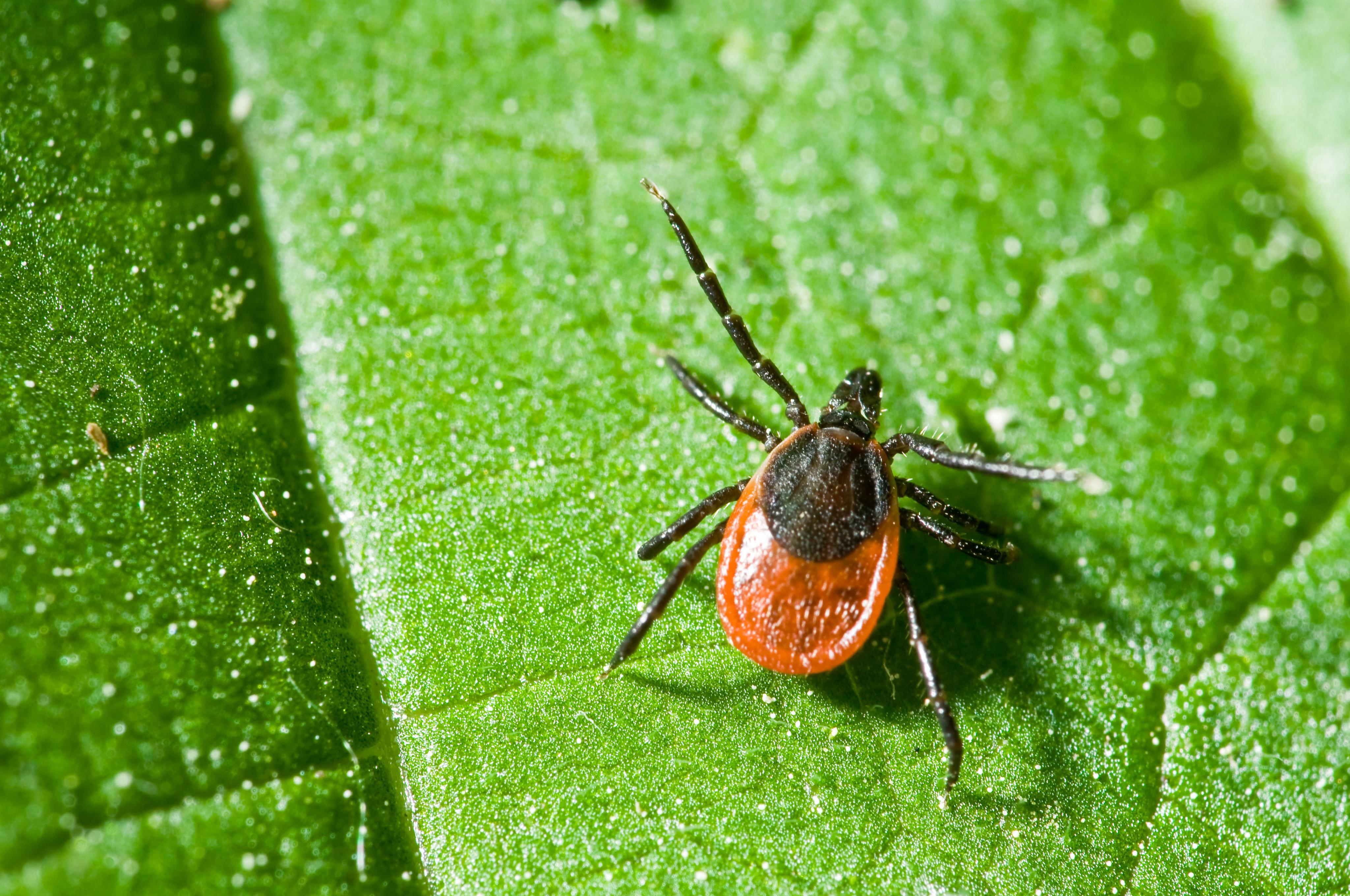 Tick Bites Tickborne Disease MedlinePlus Tick Bites Tickborne Disease MedlinePlus