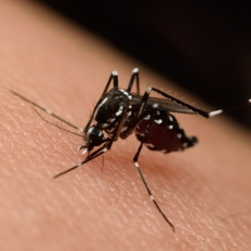 Zika Virus: MedlinePlus