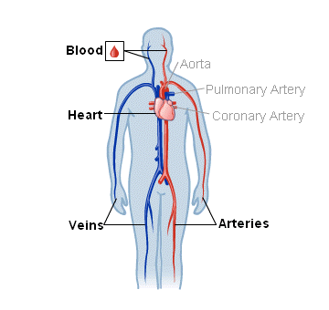 Body Map for Blood, Heart and Circulation