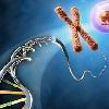 Chromosomes and mtDNA