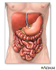 Ilustración de los órganos del sistema digestivo