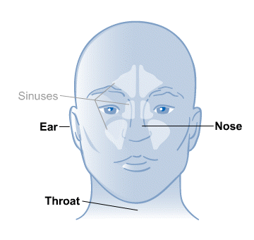 Body Map for Ear, Nose and Throat