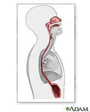 Ilustración de la cavidad nasal, la epiglotis, el esófago y el estómago