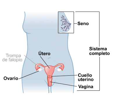 Body Map for Sistema reproductor femenino