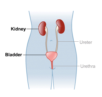 Body Map for Kidneys and Urinary System