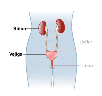 Body Map for Riñones y sistema urinario