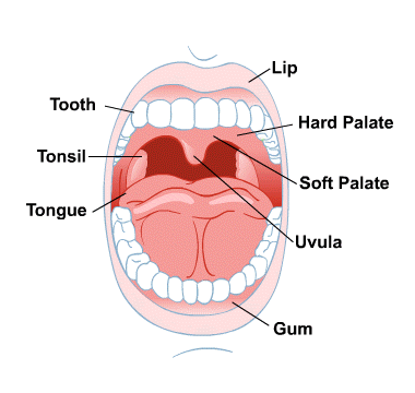 Body Map for Mouth and Teeth