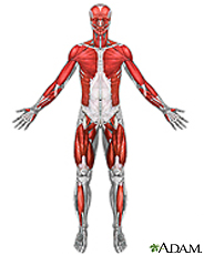 Illustration of the muscles