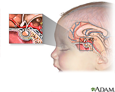 Ilustración de la glándula pituitaria