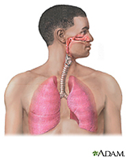 Ilustración del sistema respiratorio