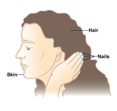 Skin, Hair and Nails: MedlinePlus