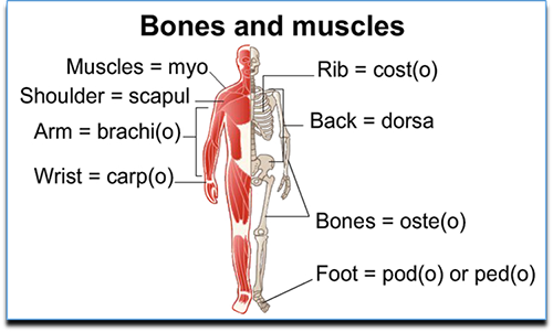This tutorial covers terms like ones for bones and muscles. Muscles equals myo. Shoulder equals scapul. Arm equals brachi or brachio. Wrist equals carp or carpo. Rib equals cost or costo. Back equals dorsa. Bones equals oste or osteo. Foot equals pod, podo, ped, or pedo.