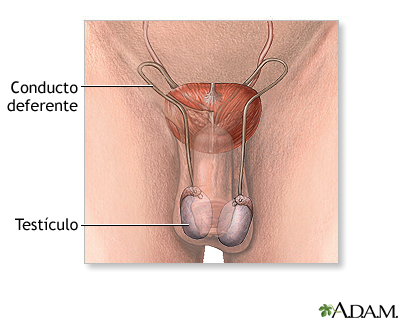 Anatomía reproductora masculina