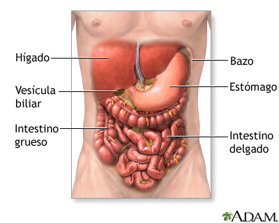Exploración quirúrgica del abdomen Serie—Anatomía normal: MedlinePlus enciclopedia médica