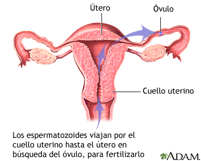 La ruta del espermatozoide