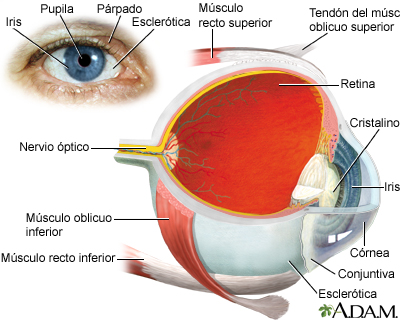 El ojo: MedlinePlus enciclopedia médica illustración