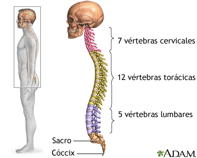 Columna vertebral: MedlinePlus enciclopedia médica illustración