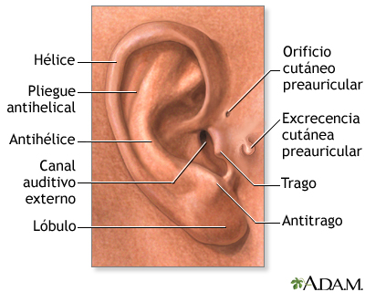 Hallazgos médicos basados en la anatomía del oído externo