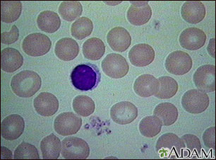 Glóbulos rojos - normales