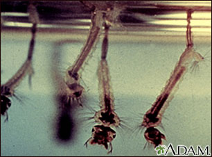 Larvas del mosquito