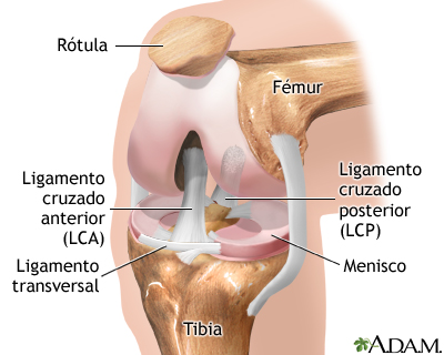 Artroscopia de rodilla - serie - Anatomía normal