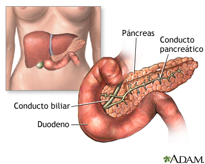 El páncreas