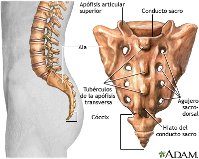 Sacro MedlinePlus Enciclopedia M dica Illustraci n