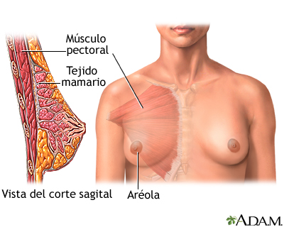 Aumento del tamaño de los senos - serie - Anatomía normal