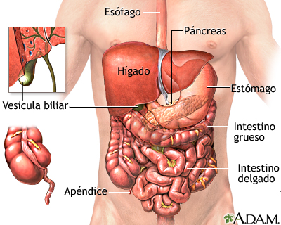 Órganos abdominales