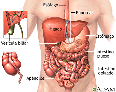 https://medlineplus.gov/spanish/ency/images/ency/fullsize/19574.jpg?utm_source=chatgpt.com