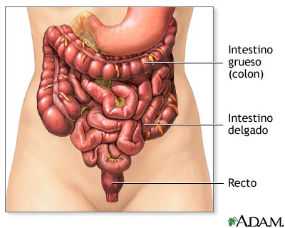 Gases intestinales