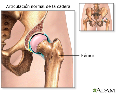 silbar Ubicación Ídolo Anatomía normal de la articulación de la cadera: MedlinePlus enciclopedia  médica illustración