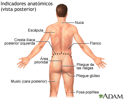 Referentes anatómicos en adultos – parte posterior