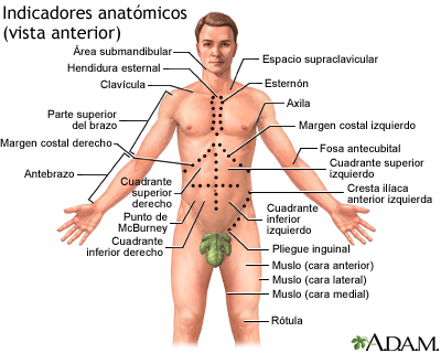 Referentes anatómicos en adultos - parte delantera