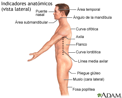 Referentes anatómicos en adultos - de lado