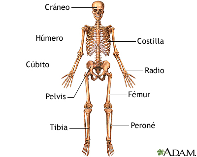 Esqueleto humano y sus partes one manhattan west accenture