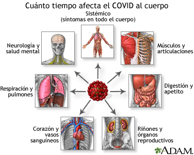 Cuánto tiempo afecta el COVID al cuerpo