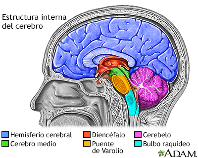 Estructuras del cerebro