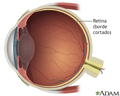 Reparación del desprendimiento de retina - anatomía normal