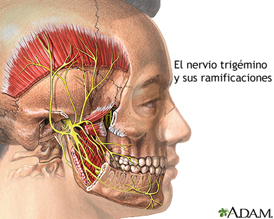 El nervio trigémino y sus ramificaciones