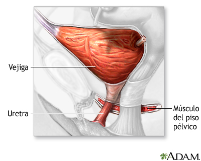 Reparación quirúrgica de la uretra y la vejiga - serie - Anatomía normal