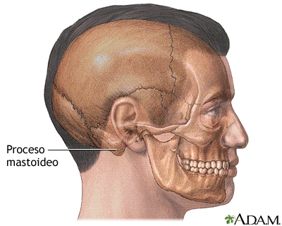 Mastoidectomía - Serie - Anatomía normal