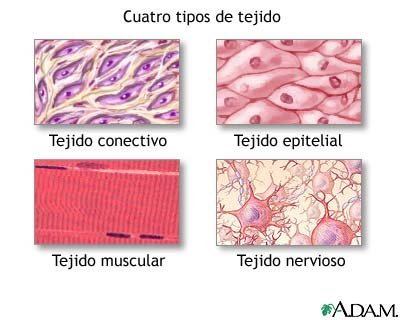 Tipos de tejido: MedlinePlus enciclopedia médica illustración