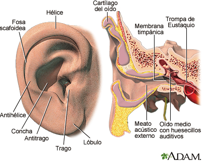 Goma de dinero Almeja Juguetón Emergencias del oído: MedlinePlus enciclopedia médica