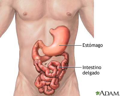 Estómago e intestino delgado