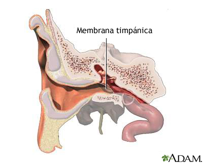 Membrana timpánica: enciclopedia médica illustración