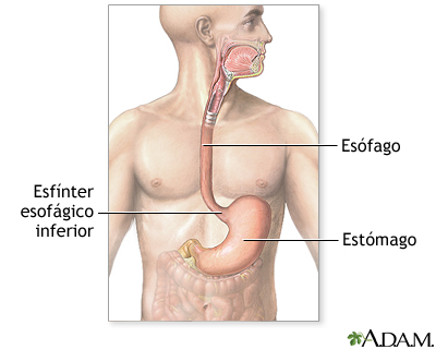 Sistema gastrointestinal superior