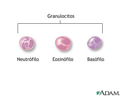 Granulocito