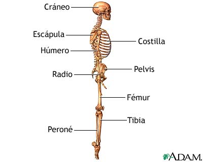 Esqueleto (vista lateral)