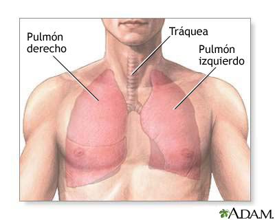 Anatomía del pulmón normal
